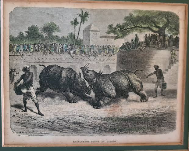 Rhino fight in Baroda — Rhino Resource Center