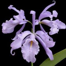 Image result for Polystachya bifida