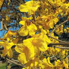 Image result for Handroanthus chrysotrichus