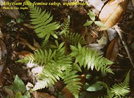 Image result for Athyrium