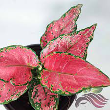 Aglaonema Red Valentine - LS Group