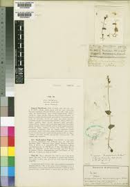 Image result for Disperis sp. nov. aff. macowanii