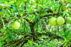 The tree fruits in the rainy season and have different shapes. Crescentia Cujete On Calabash Tree Stock Photo Picture And Royalty Free Image Image 24885676