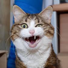 Insan Yuzlu Kedi Sosyal Medyada Fenomen Oldu 2020 Cute Kittens Tekir Kediler Sevimli Kediler