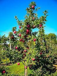 How to grow apples from an apple seed online, article, story, explanation, suggestion, youtube. Red Delicious Apple Trees For Sale The Tree Center