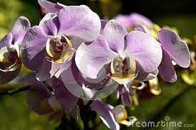 Orchid Is One Of The Most Beautiful Flowers Varied Shapes And Colors Of White Yellow Purple Pink Red Blue Or Most Beautiful Flowers Orchid Flower Orchids
