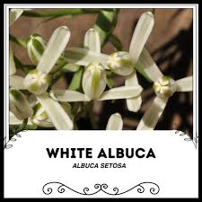 Image result for Albuca setosa