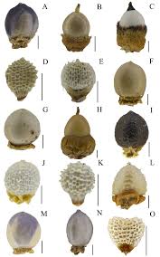 Image result for Scleria sp.no.1