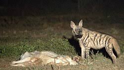 Striped hyena - Wikipedia