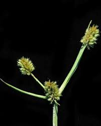 Image result for Cyperus squarrosus
