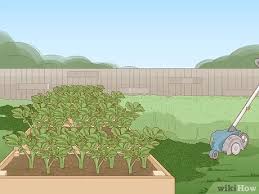 Check spelling or type a new query. 3 Simple Ways To Keep Rats Out Of A Vegetable Garden Wikihow
