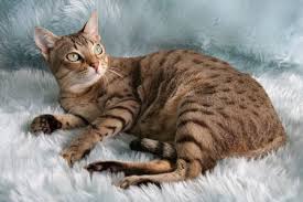 все породы кошек с фотографиями и названиями по алфавиту Porody Koshek 61 Poroda S Foto Nazvaniem Opisaniem