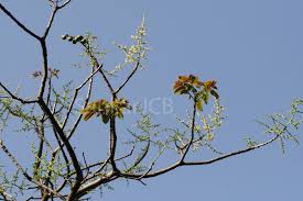 Image result for Lannea asymmetrica