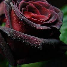 Black baccara is likely the darkest commonly available rose, but the flowers are small and unscented. Matthias Meilland About Black Roses Thursd