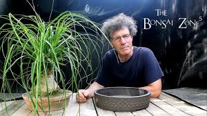 The most common mistake made with these plants is overwatering. Repotting My Ponytail Palm Bonsai The Bonsai Zone June 2018 Youtube
