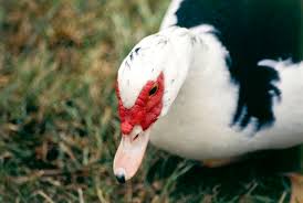 Muscovy Burkes Backyard