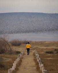 Yol Uzun Omur Bitiyor O Halde Hayat Kisa Kuslar Ucuyor Fotograf Halimbozoklu 2020 Fotograf Hayat Kis
