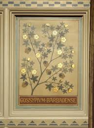 Image result for Gossypium barbadense