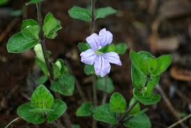 Image result for Ruellia cordata