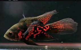 Large Veil Tail Tiger Oscar Oscar Fish Tiger Oscar Fish Oscar Fish For Sale