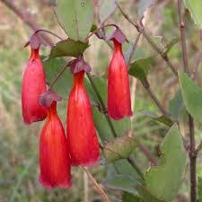 Image result for Halleria elliptica