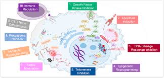 Image result for Targeted Cancer Therapy