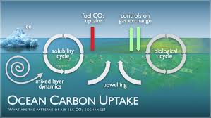 ocean carbon uptake
