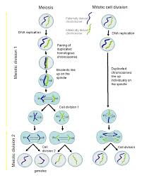 Cell division is the basis of life itself; The Cell The Histology Guide