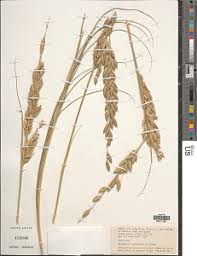 Image result for Halopyrum mucronatum