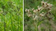 Image result for Juncus lomatophyllus