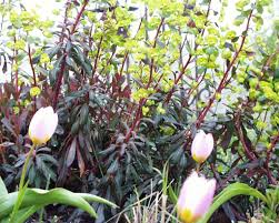 Image result for Euphorbia chevalieri