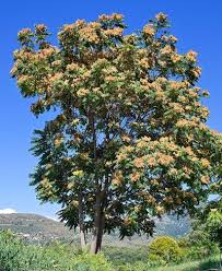Image result for Eschenbachia ulmifolia
