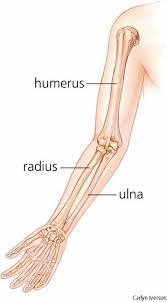 In your anatomy & physiology lecture and lab class, you will be required to name each individual bone in the human body. 13 Best Arm Bones Ideas Arm Bones Anatomy Reference Anatomy Drawing