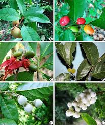 Image result for Olacaceae