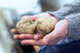 The title belongs to matsutake mushrooms while prices are not quite as high as the most expensive truffles, whose rich flavor is sought in high. Why Are Some Mushrooms So Expensive