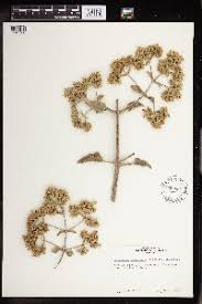 Image result for Kalanchoe hametiorum