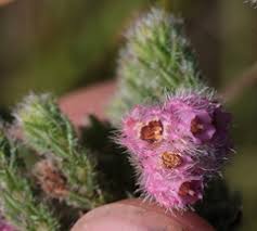 Image result for Helichrysum whyteanum