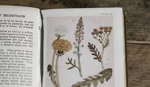 Si desea descargar el libro enciclopedia de las hierbas en formato pdf? Los 10 Mejores Libros De Plantas Medicinales Notas Naturales