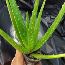 Jual beli bunga lidah buaya terbaru 2021, tersedia berbagai pilihan bunga lidah buaya harga murah! Zplant Lidah Buaya Aloevera Bibit Tanaman Terbaru Agustus 2021 Harga Murah Kualitas Terjamin Blibli