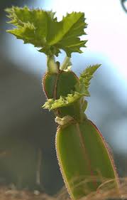 Image result for Vitaceae