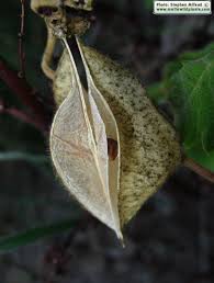 Image result for Cardiospermum grandiflorum