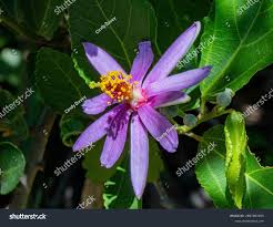 Image result for Grewia