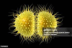 Image result for Neisseriaceae