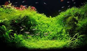 Introduction To A Freshwater Planted Aquarium Natural Style Planted Aquarium Live Aquarium Plants Freshwater Aquarium