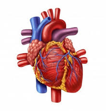 It was performed by ruka matsuda. Real Heart Real Human Heart Clip Art Library Wikiclipart