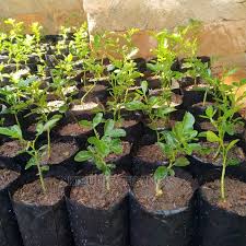 Image result for Citropsis