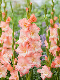Image result for Gladiolus melleri