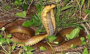 Image result for Najas horrida