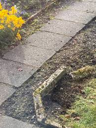 Image result for Acalypha caperonioides