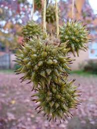 The sticky or gummy sap of sweet gums serves a purpose for the tree. 54 Sweet Gum Crafts Ideas Sweet Gum Crafts Sweet Gum Tree Crafts
